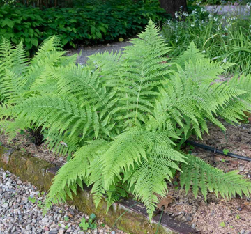 20 Lady Fern Roots/Root Systems - Common Ladyfern Plants - Athyrium filix-femina