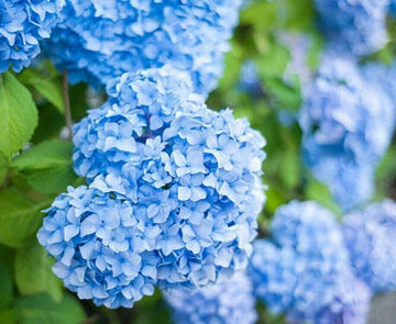 5 Nikko Blue Mophead Hydrangea Shrubs/Bushes, 6-12