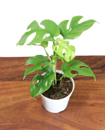 Mini Monstera Ginny Plant, Philodendron Piccolo, Mini Split Leaf - Live - 4