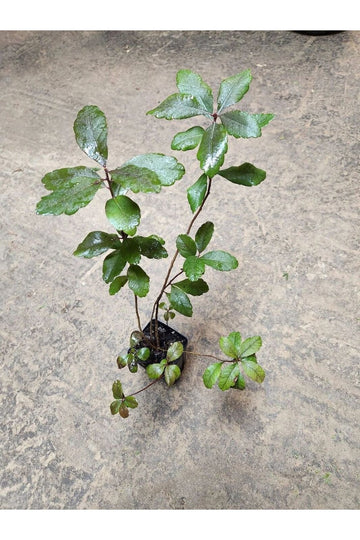 Bayberry Shrub/Bush/Hedge – 8-12