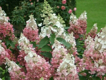 Pinky Winky Hydrangea Shrub/Bush - Live Plant - 6-12