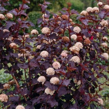 Crimson Diabolo Ninebark Shrub/Bush - 6-12