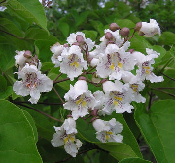 2 Northern Catalpa Trees - 12-18