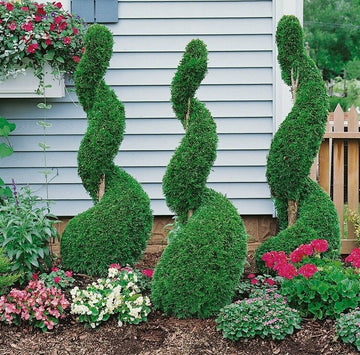 3 Emerald Green Arborvitae Trees/Shrubs - 6-12