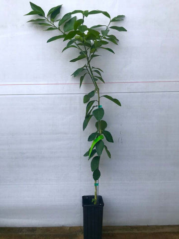 Dwarf Mexican Key Lime Tree - Live Citrus Plant - 26-30