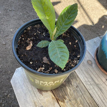 Loquat Tree (Japanese Plum Plant) - 3-6