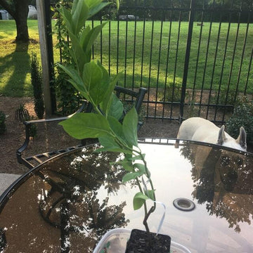 Virginia Sweetspire Shrub - 6-12