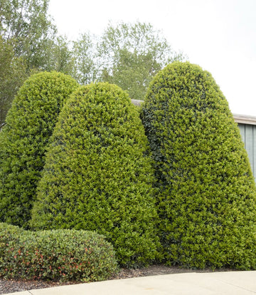 2 Oak Leaf Red Holly Shrubs/Trees - 6-12