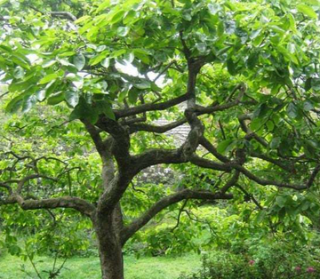 American Persimmon Tree - 6-12