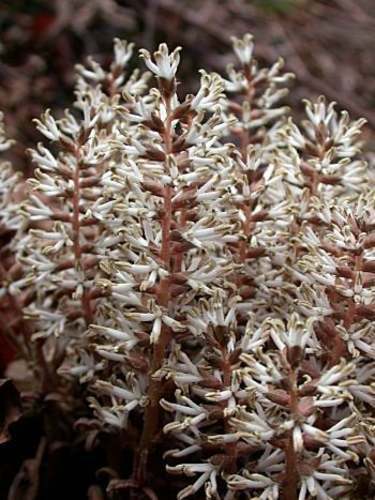 Allegheny Spurge Plant Roots (Pachysandra Procumbens) - 5 Roots, Shade Ground Cover