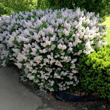 2 Miss Kim Lilac Shrubs/Bushes/Hedges - Live Plants - 6-12