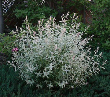 Japanese Nishiki Dappled Willow Shrub/Tree - Live Plant - 8-12