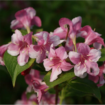 2 Pink Weigela Shrubs/Bushes - 18-24