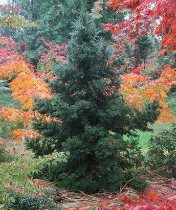 2 Black Dragon Japanese Cedar Trees - Live Plants - 6-12