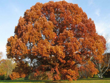 2 White Oak Trees - Live Potted Plants - 12-18