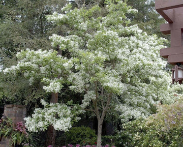 White Fringe Tree/Shrub - 6-12