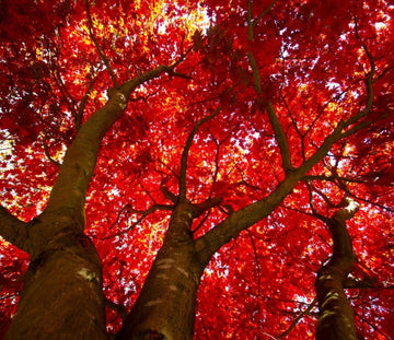 2 Red Maple Trees - Live Potted Plants - 12-16