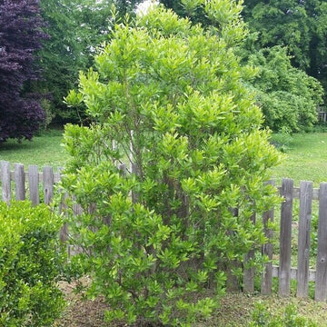 Bayberry Shrub/Bush/Hedge – 8-12