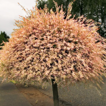 Dappled Willow Tree/Shrub/Bush - 6-12