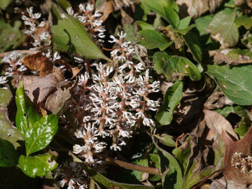 5 Allegheny Spurge Herb Roots, Mountain Spurge, Buxaceae, Pachysandra procumbens