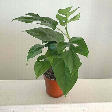 Monstera Minima/Ginny - Rhaphidophora Tetrasperma - 4'' Pot - Live Indoor Plant