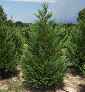 Leyland Cypress Tree - Live Plant - 24