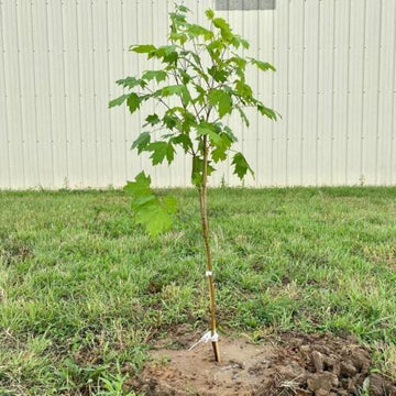 Sun Valley Red Maple Tree - Live Plant - 20-28