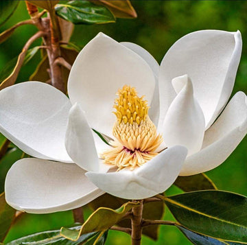 2 Sweetbay Magnolia Trees - Live Plants - 6-8