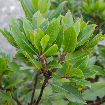 Bay Leaf Tree - 6-10