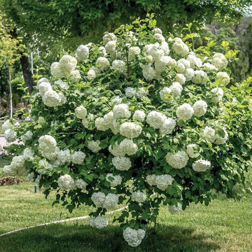 Old Fashioned Snowball Viburnum Shrub/Bush - 6-12