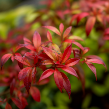 5 Nandina Firepower Shrubs - Heavenly Bamboo Plants - 4-10