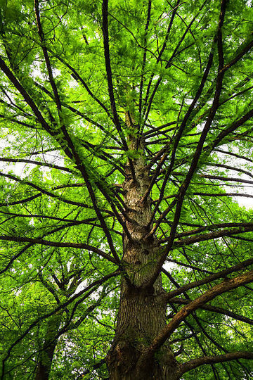 Bald Cypress Tree - Live Plant - 18-24