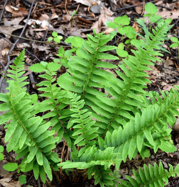 50 Christmas Fern Root Systems, Christmas Dagger - Polystichum acrostichoides