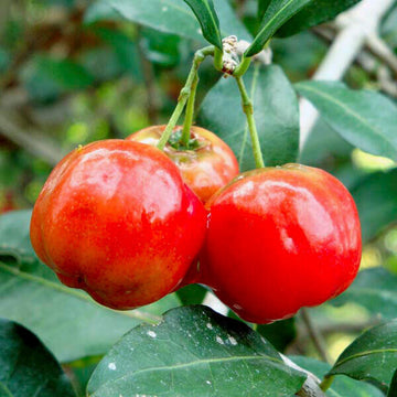 2 Barbados Cherry (Acerola) Trees, 3-6