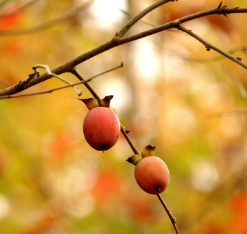 6 American Persimmon Trees, 8-12