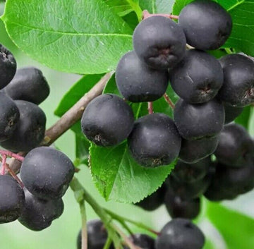 Black Chokeberry Shrub (Aronia Bush), 12-14