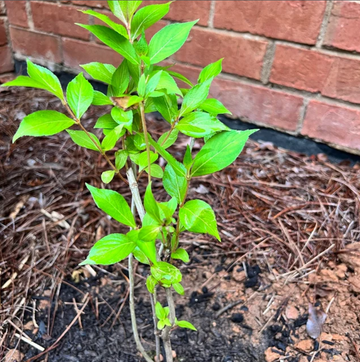 Ruby Red Weigela Shrub - Live Potted Plant - 6-12