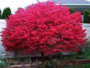 Dwarf Burning Bush/Shrub - Live Plant - 8-14