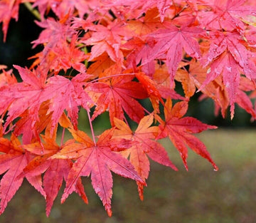 Japanese Red Maple Tree - Live Plant - 36-48