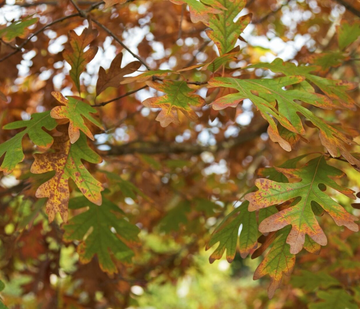 White Oak Tree - 12-18