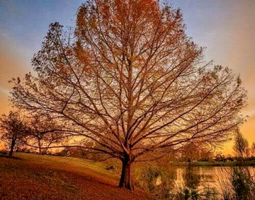 5 Bald Cypress Trees - 12-24