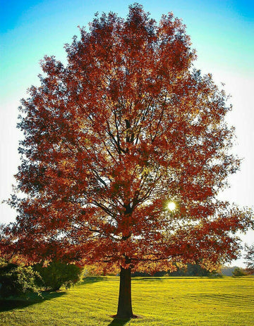 2 Pin Oak Trees - Live Potted Plants - 12-18