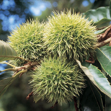 Chinese Chestnut Tree - 12-24