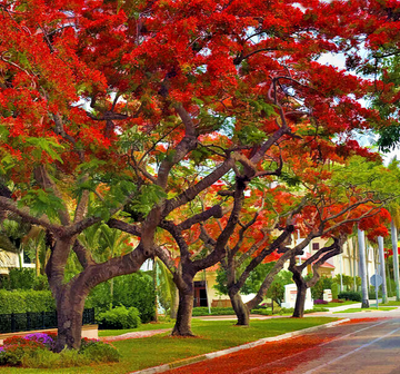 Royal Poinciana - Flamboyant/Flame Tree - 6-12