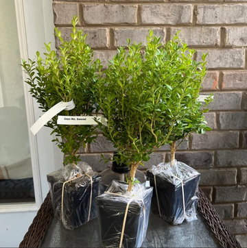 Green Mountain Boxwood Shrub/Bush - Live Potted Plant - 6-12