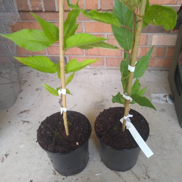 Snowgoose Flowering Cherry Tree - Live Plant - 6-14