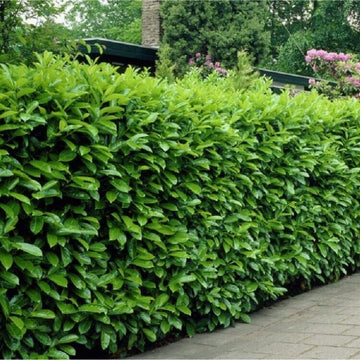 10 Cherry Laurel Shrubs/Hedges/Trees - 6-12