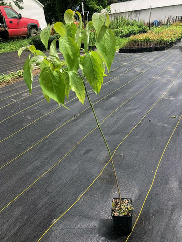 White Flowering Dogwood Tree - Live Potted Plant - Quart Pot - Cornus florida