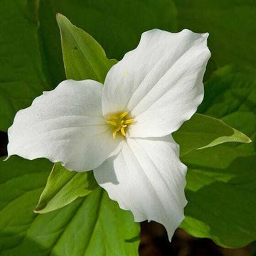 20 White Trillium Bulbs, Bare Root, Wood Lily Wild Flower, Trillium graniflorium