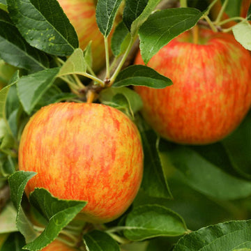 Honeycrisp Apple Tree - 18-24